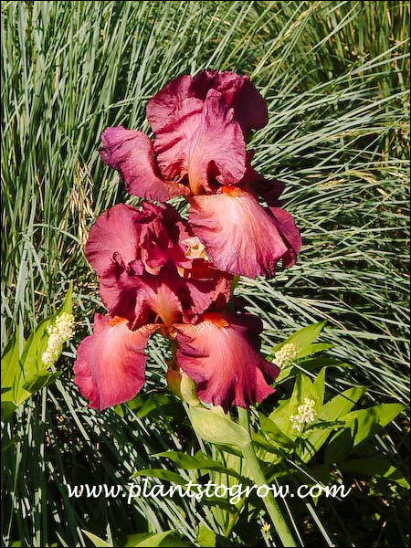 Tall Bearded Iris Lady Friend
Garnet red
38"
Joseph Ghio 1981